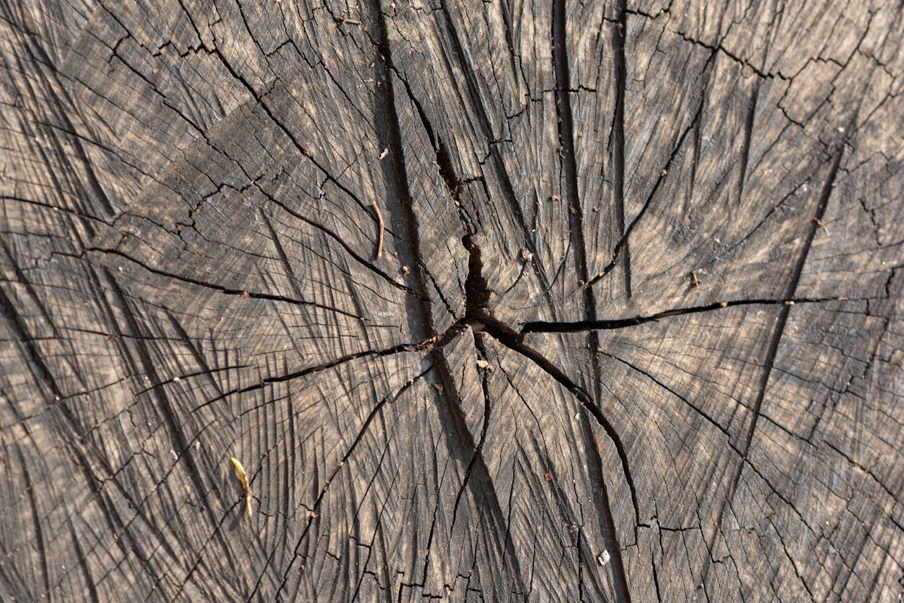 Detailed close-up of tree rings showcasing natural patterns and cracks in wood texture.